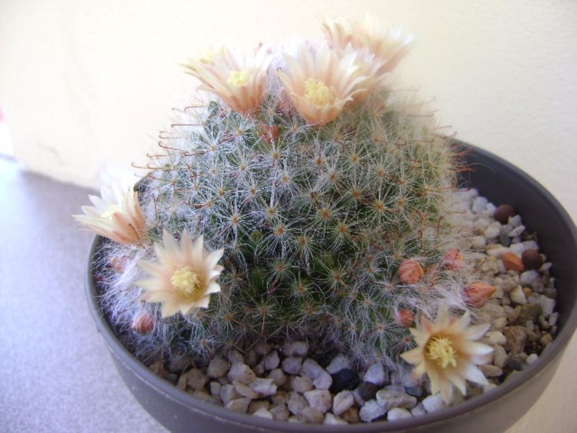 Mammillaria bocasana - Cactusi 2017 bis