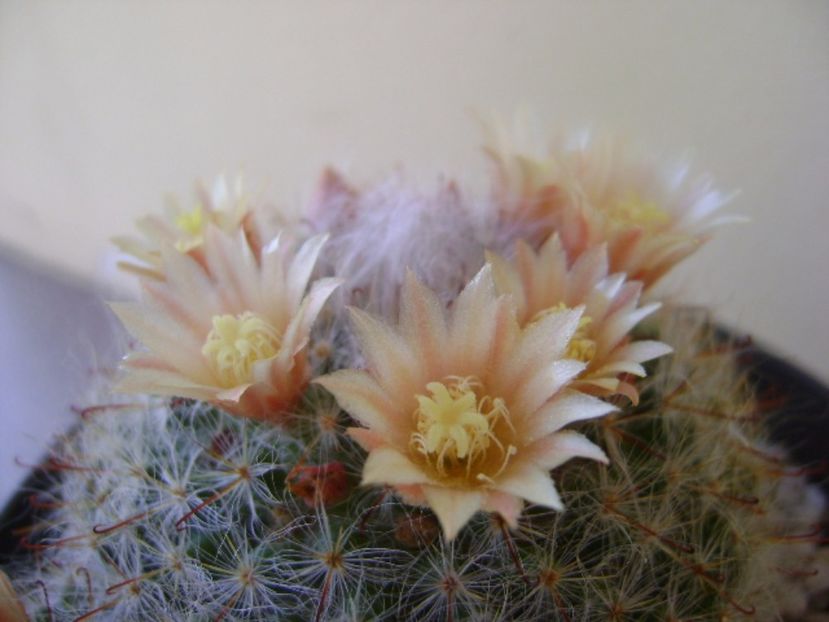 Mammillaria bocasana - Cactusi 2017 bis