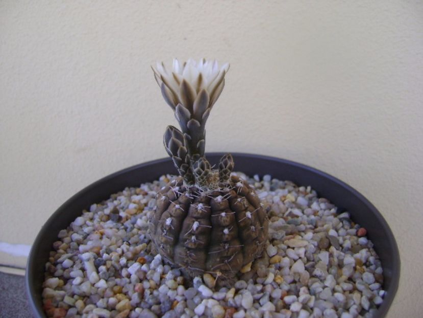 Gymnocalycium ragonesei - Cactusi 2017 Gymnocalycium