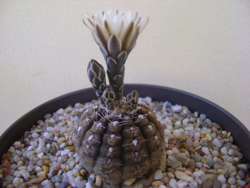 Gymnocalycium ragonesei - Cactusi 2017 Gymnocalycium