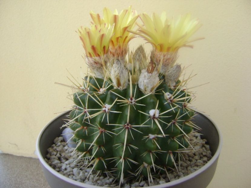 Notocactus mammulosus (Parodia mammulosa ssp. submammulosa) - Cactusi 2017 bis