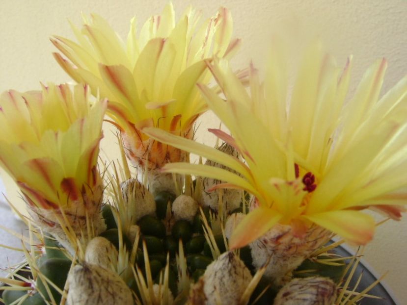 Notocactus mammulosus (Parodia mammulosa ssp. submammulosa) - Cactusi 2017 bis