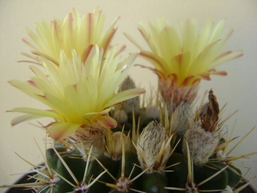 Notocactus mammulosus (Parodia mammulosa ssp. submammulosa) - Cactusi 2017 bis
