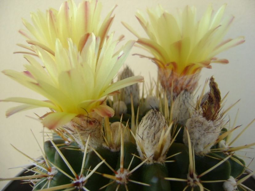 Notocactus mammulosus (Parodia mammulosa ssp. submammulosa) - Cactusi 2017 bis