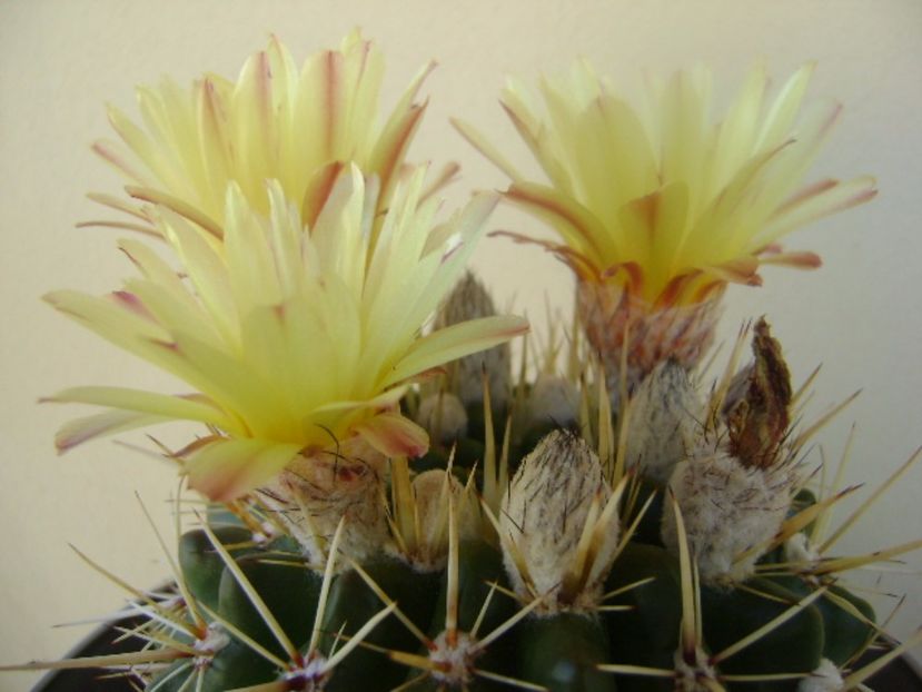 Notocactus mammulosus (Parodia mammulosa ssp. submammulosa) - Cactusi 2017 bis