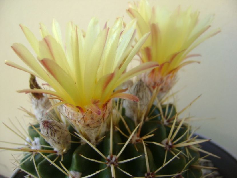 Notocactus mammulosus (Parodia mammulosa ssp. submammulosa) - Cactusi 2017 bis