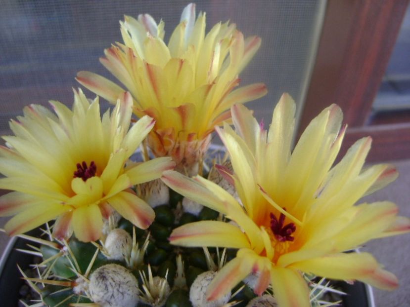 Notocactus mammulosus (Parodia mammulosa ssp. submammulosa) - Cactusi 2017 bis
