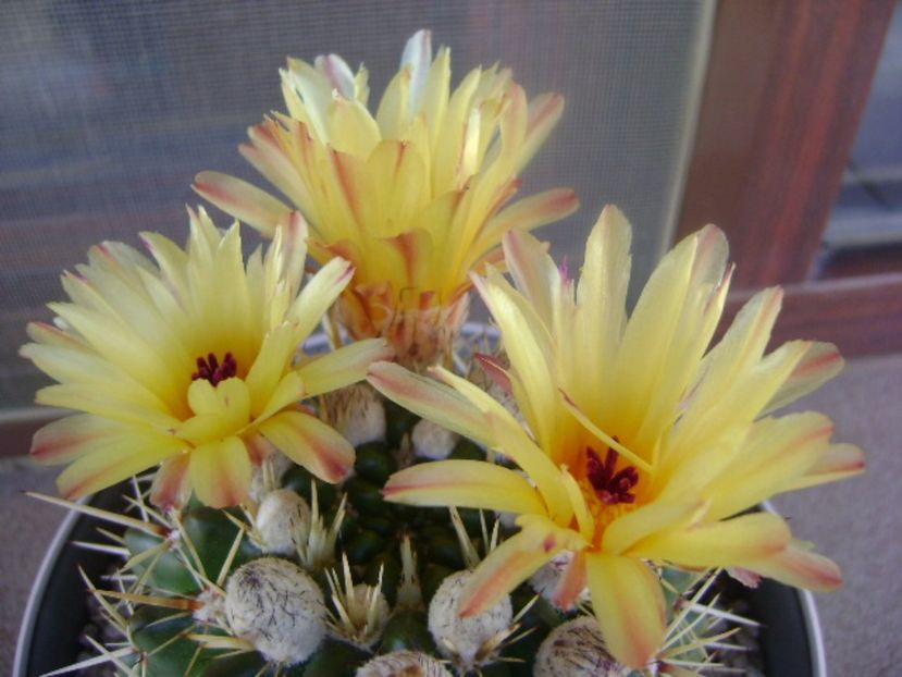 Notocactus mammulosus (Parodia mammulosa ssp. submammulosa) - Cactusi 2017 bis