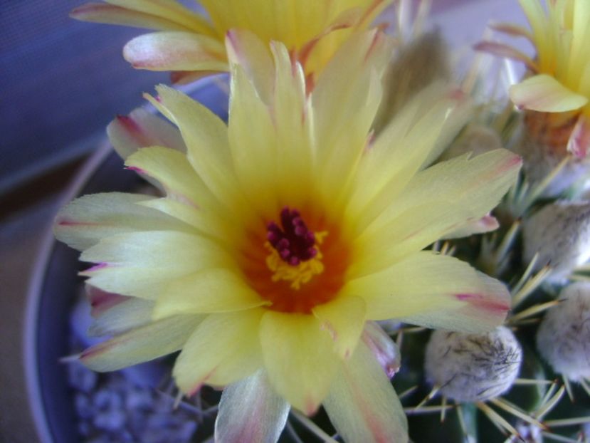 Notocactus mammulosus (Parodia mammulosa ssp. submammulosa) - Cactusi 2017 bis