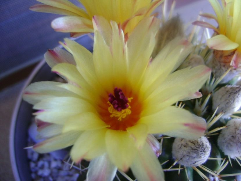 Notocactus mammulosus (Parodia mammulosa ssp. submammulosa) - Cactusi 2017 bis