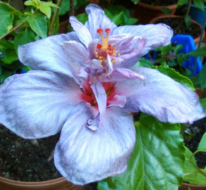  - Hibiscus Blue Diamond