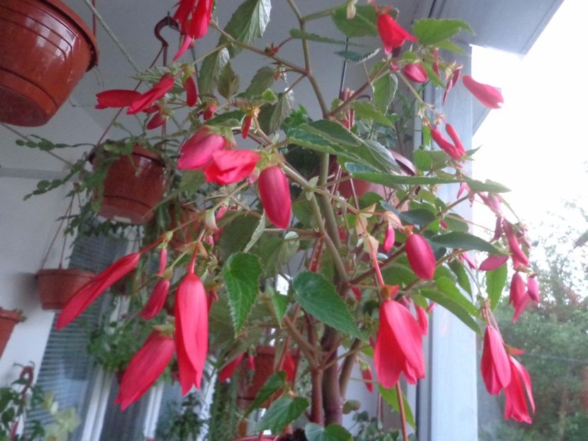 Boliviensis - Argumente