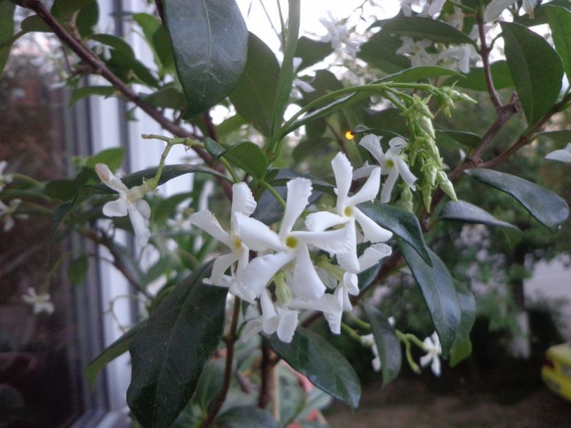 Star jasmin, - Argumente