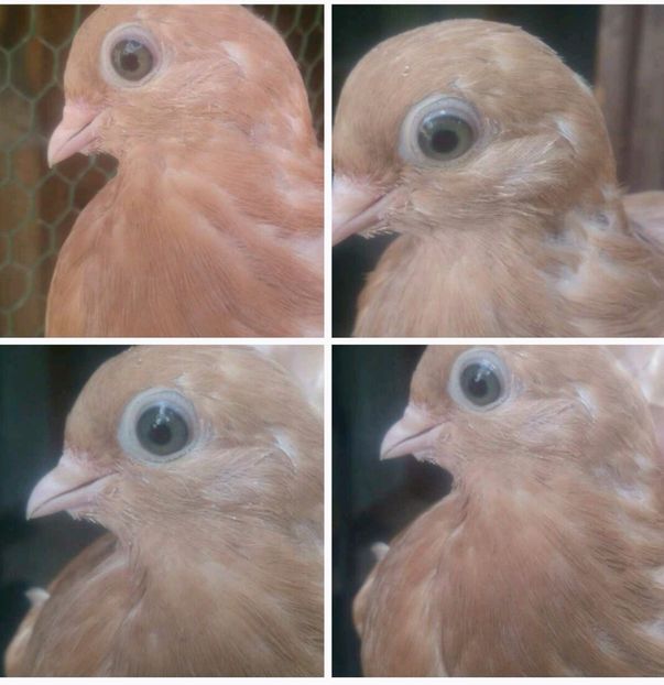  - Orbeteni florii ochi verzui