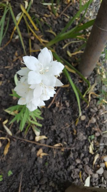 Identificare - Flori gradină vara 2017