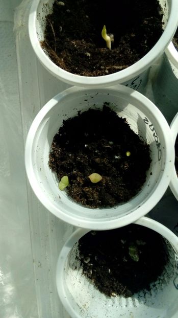 Cactusi din seminte - Experiente 2017