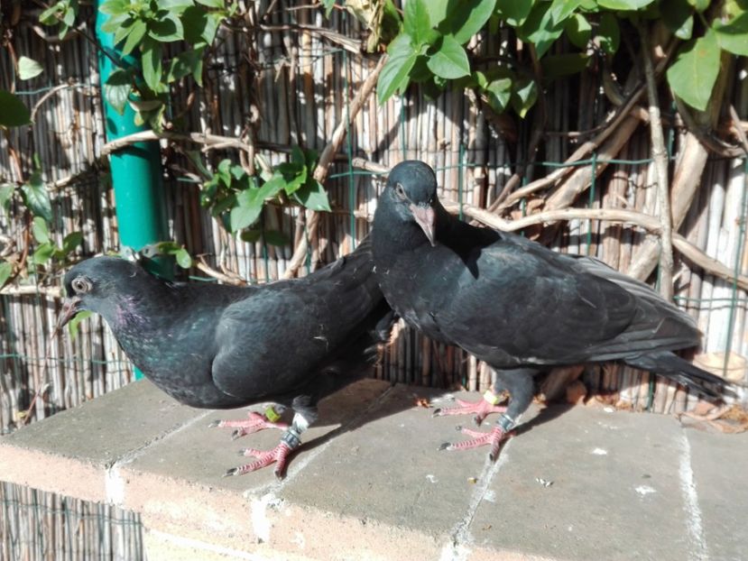 7_2 horseman puri - 2017_Pui