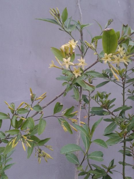 cestrum parqui - flori primite