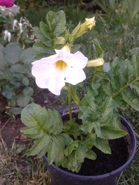 incarvillea - flori primite