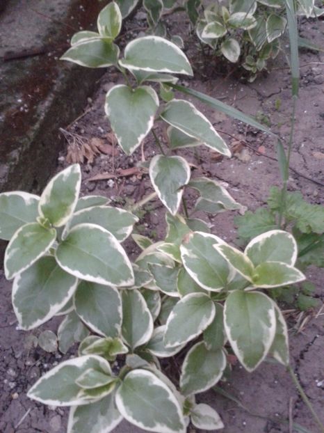 2017-1 telefon 064 - Vara 2014-2017