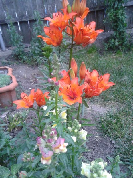 2017-1 telefon 068 - Vara 2014-2017