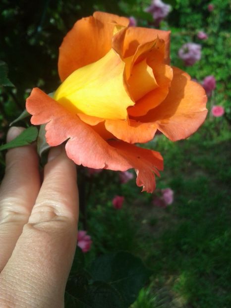 2017-1 telefon 079 - Vara 2014-2017