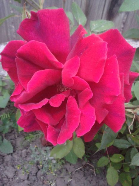 2017-1 telefon 062 - Vara 2014-2017