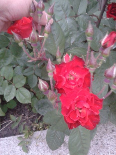 2017-1 telefon 063 - Vara 2014-2017