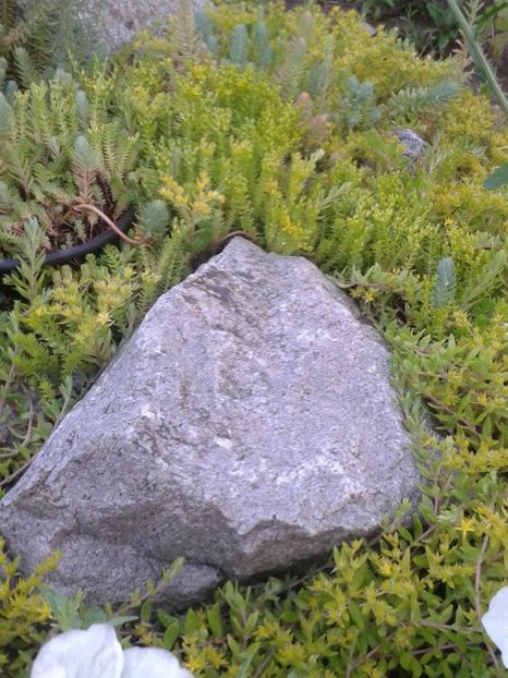 2017-1 telefon 131 - Cactusi si suculente