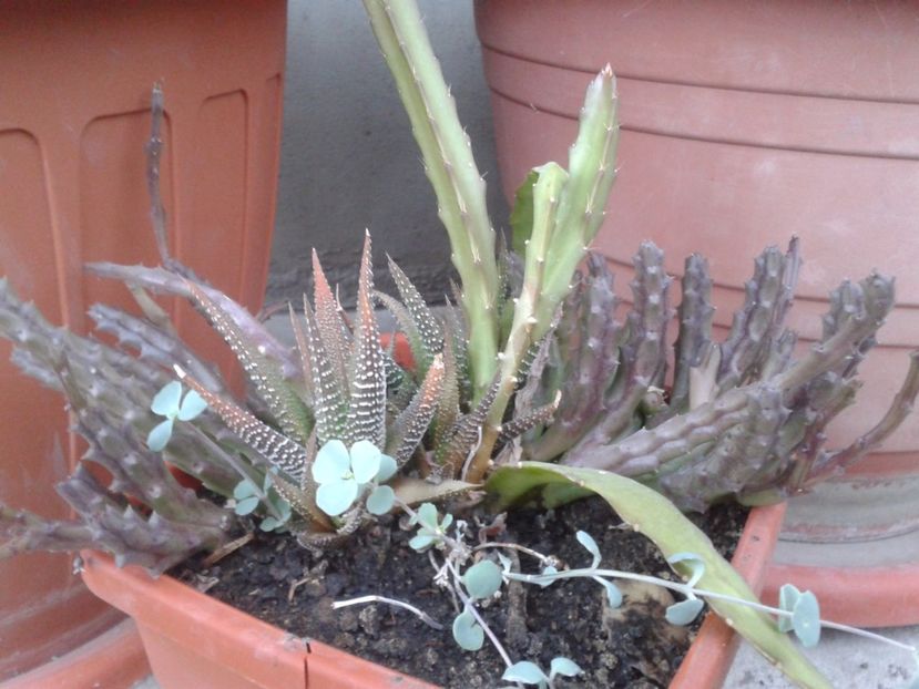 2017-1 telefon 229 - Cactusi si suculente