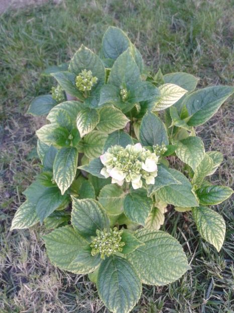 2017-1 telefon 206 - Hortensia