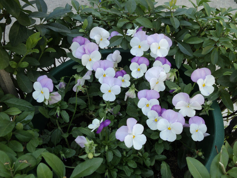 poze 2015 016 - Vara