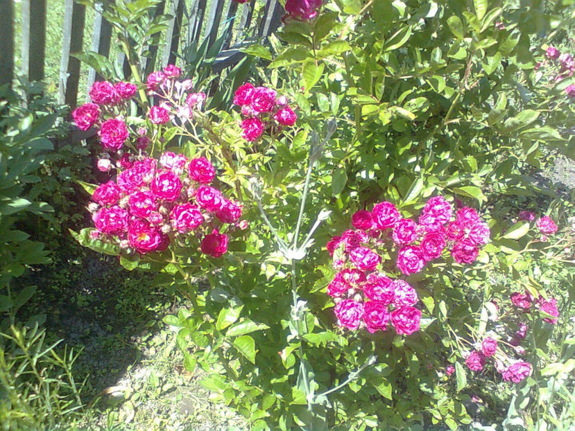 Rosa 'Excelsa' - TRANDAFIRI CATARATORI