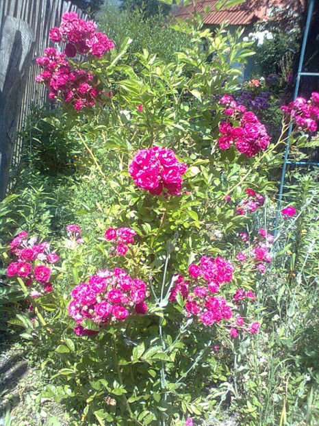 Rosa 'Excelsa' - TRANDAFIRI CATARATORI