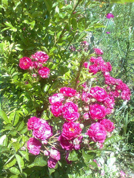 Rosa 'Excelsa' - TRANDAFIRI CATARATORI