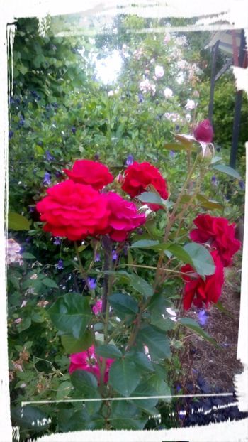 Trandafiri vechi - 2017 - 06 - Iunie
