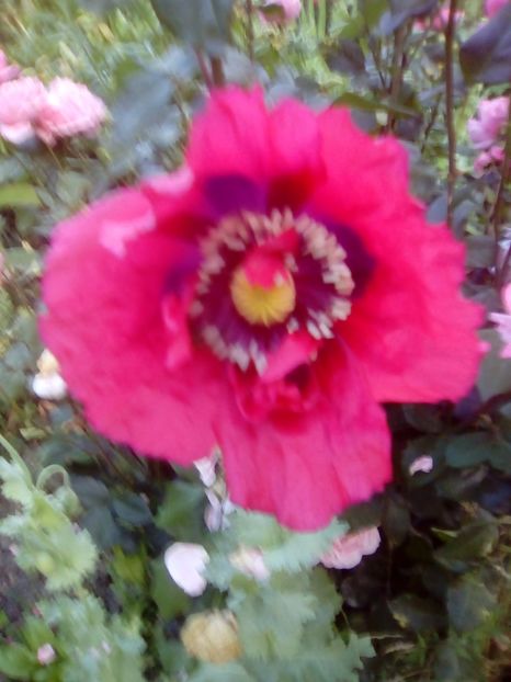 Mac - 2017 Iunie calduros!