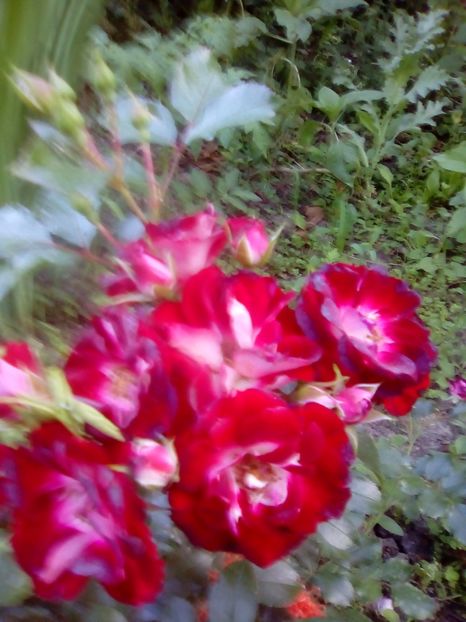  - 2017 Iunie calduros!