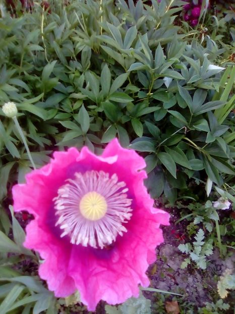 Mac - 2017 Iunie calduros!