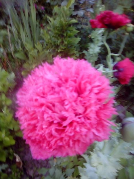 Mac - 2017 Iunie calduros!