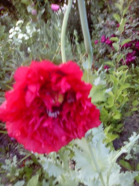 mac - 2017 Iunie calduros!