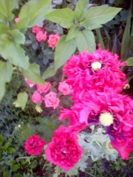 Mac - 2017 Iunie calduros!