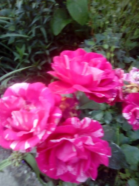  - 2017 Iunie calduros!