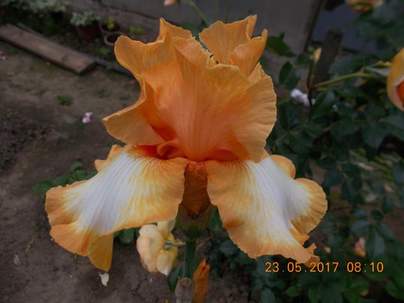 good vibration-epuizat - IRISI disponibili in 2019
