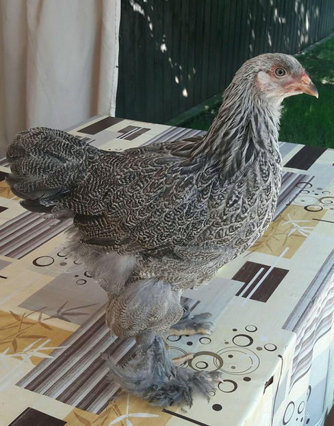  - a__Pui si tineret brahma 2017