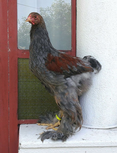 2,5 luni - a__Pui si tineret brahma 2017