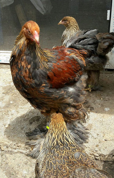  - a__Pui si tineret brahma 2017