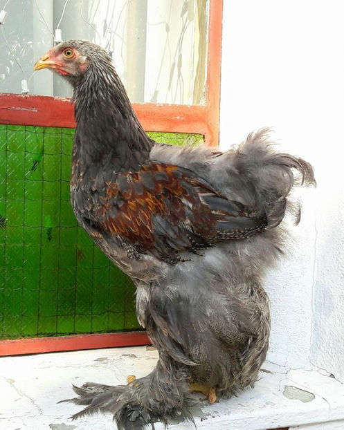  - a__Pui si tineret brahma 2017