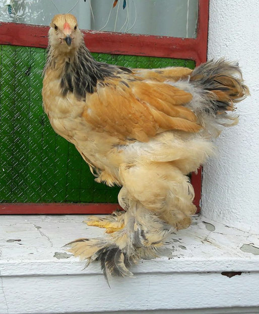  - a__Pui si tineret brahma 2017