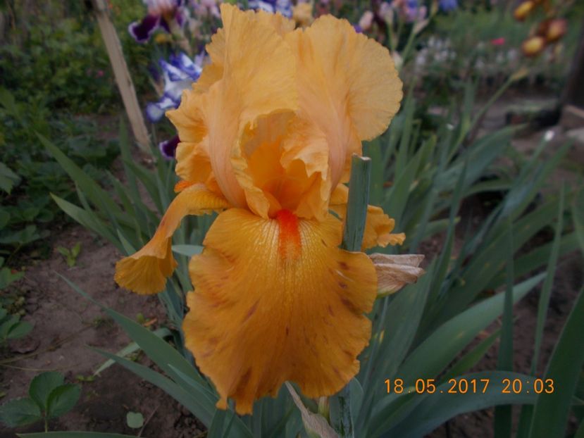 african sunset- - IRISI disponibili in 2019
